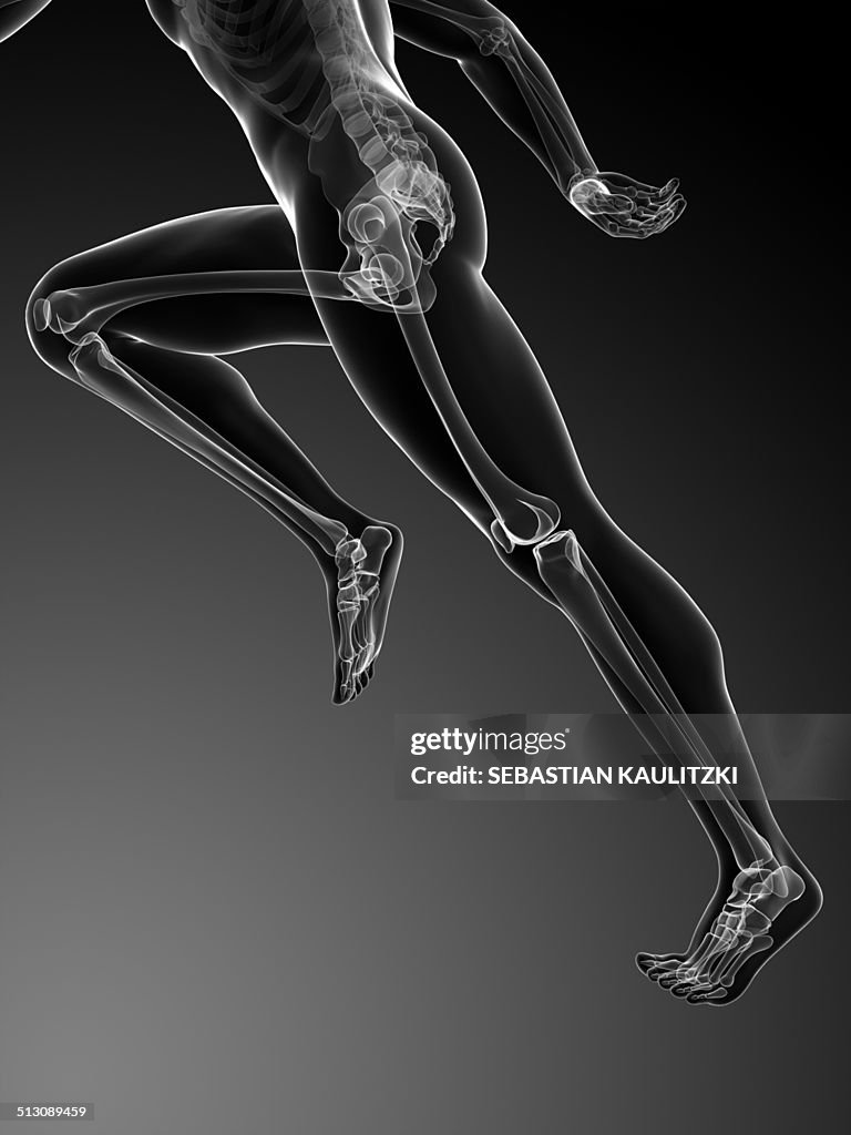 Human Running Graphical Image Human Anatomy Running Artwork High-Res Vector Graphic - Getty Images
