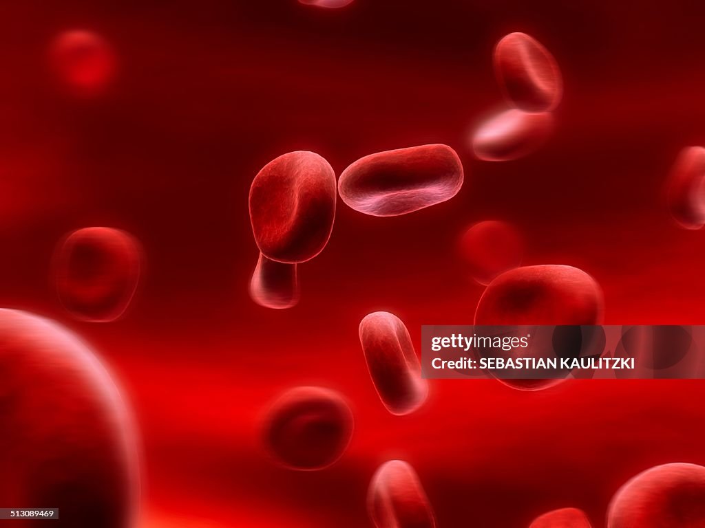 Live Human Rbc Human Red Blood Cells Artwork High-Res Vector Graphic - Getty Images