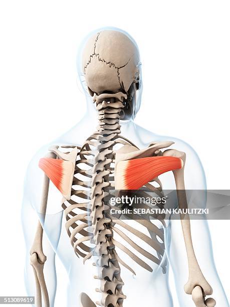 human shoulder muscles, artwork - infraspinatus 幅插畫檔、美工圖案、卡通及圖標