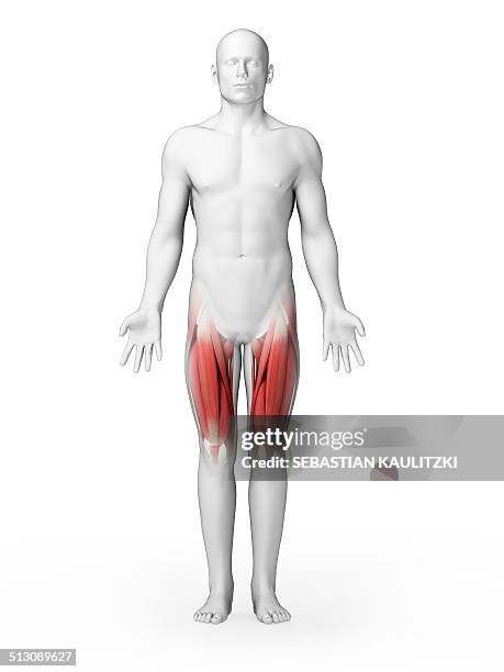 human upper leg muscles, artwork - hamstring stock illustrations