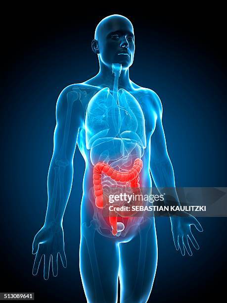 human intestine and colon, artwork - menschlicher darm stock-grafiken, -clipart, -cartoons und -symbole