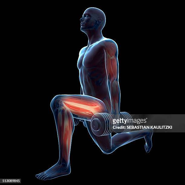 weight training, artwork - thigh human leg stock illustrations