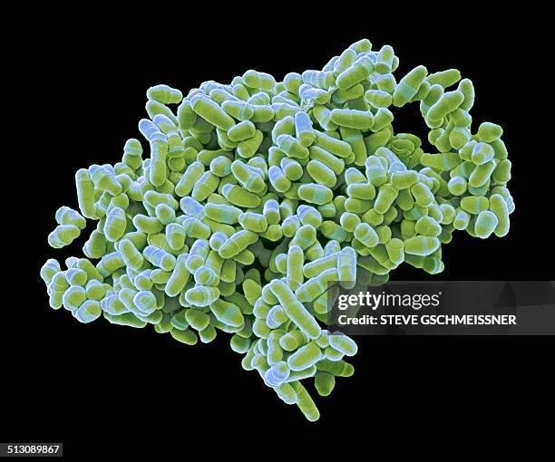s. pombe yeast, sem - micrografía electrónica escaneadora fotografías e imágenes de stock