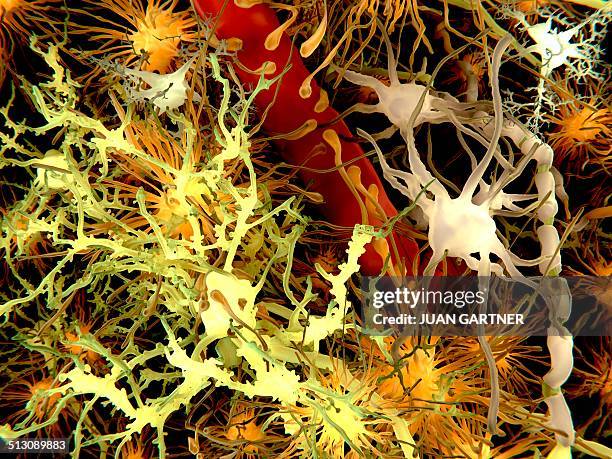 human brain cells, artwork - oligodendrocytes stock illustrations