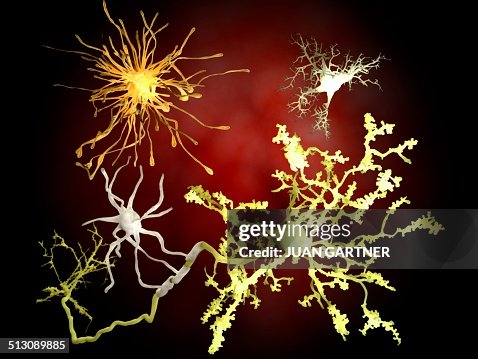 Human brain cells, artwork Human brain cells, artwork