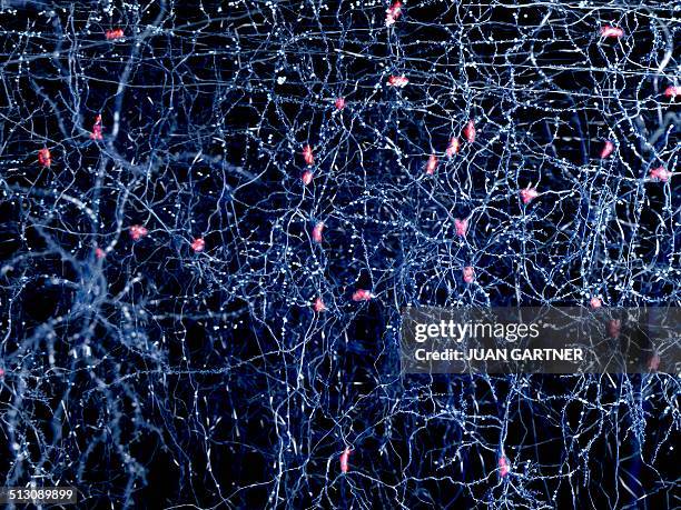 neuron network, artwork - neuron stock illustrations