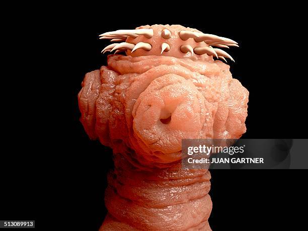 tapeworm, artwork - parasit stock-grafiken, -clipart, -cartoons und -symbole