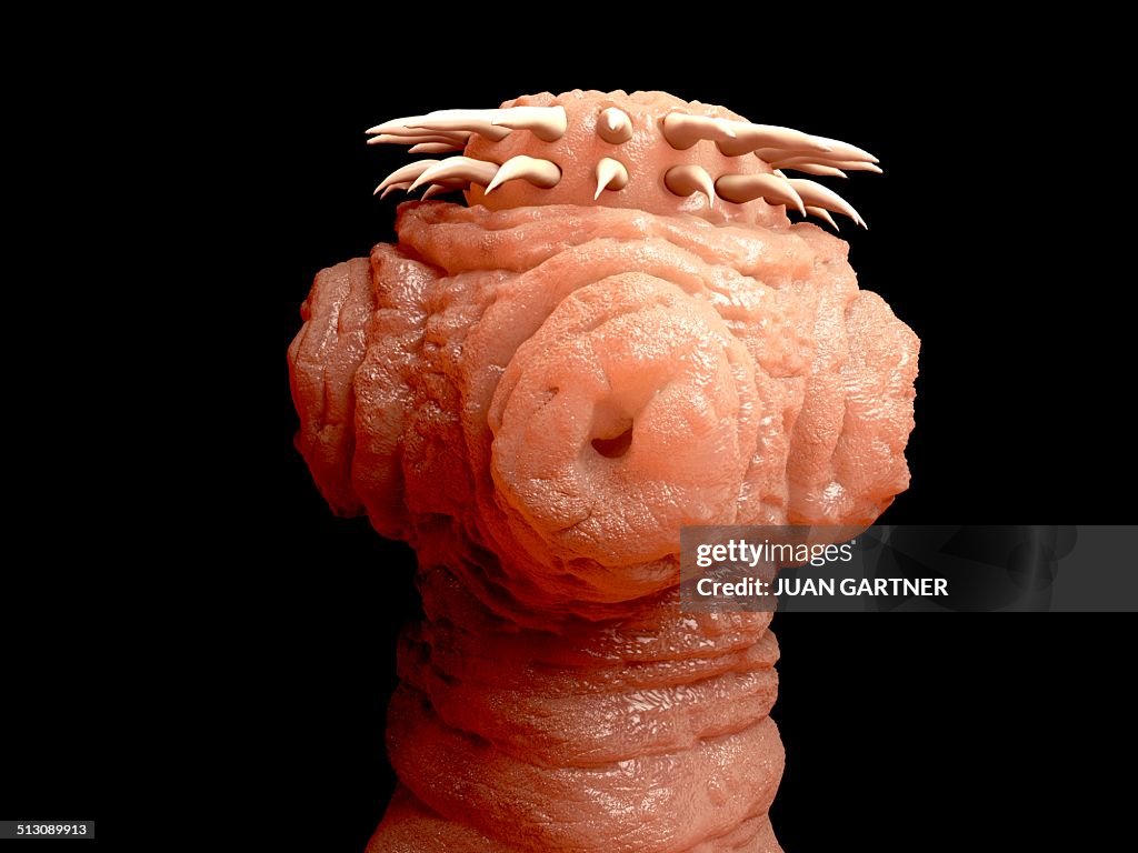 Tapeworm, artwork