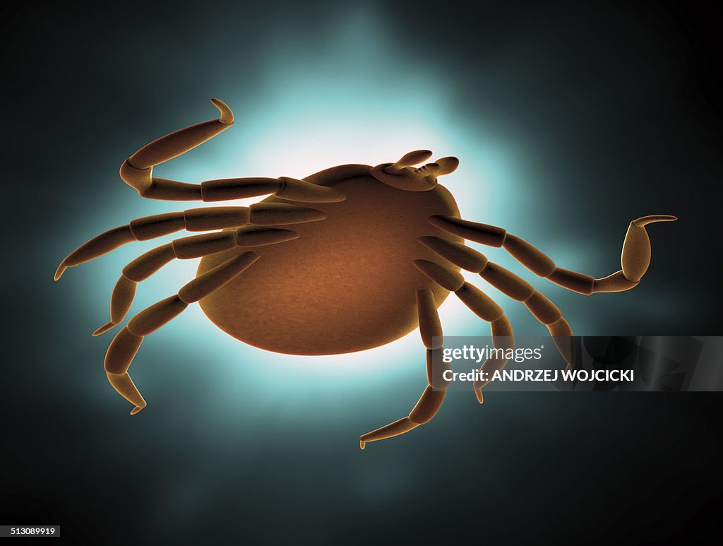 Deer tick, artwork