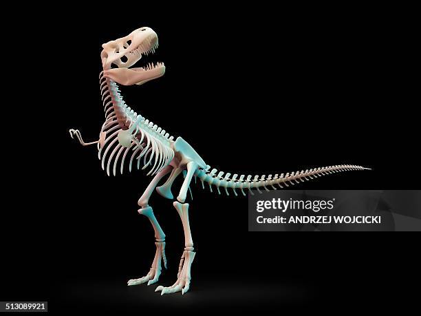 ilustraciones, imágenes clip art, dibujos animados e iconos de stock de tyrannosaurus rex skeleton, artwork - esqueleto de animal