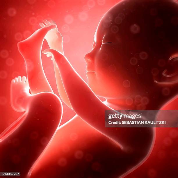 human fetal development, artwork - fetus stock-grafiken, -clipart, -cartoons und -symbole