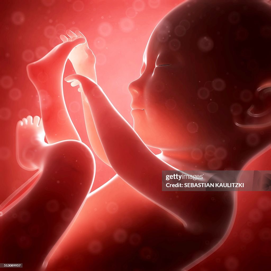 Human fetal development, artwork