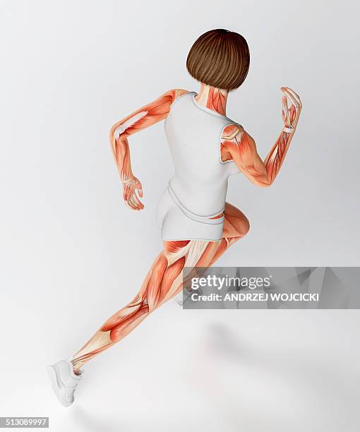 muscular system of runner, artwork - leg exercise stock illustrations