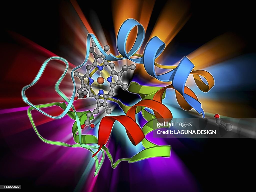 Cytochrome C, molecular model