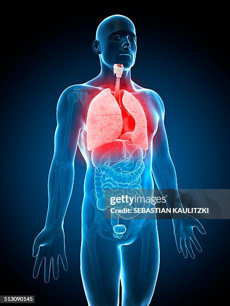 ilustraciones, imágenes clip art, dibujos animados e iconos de stock de human lungs, artwork - respiracion