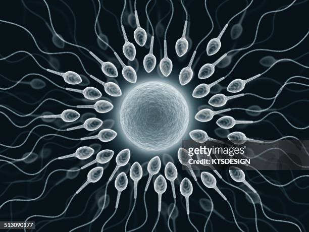 human sperm and egg, artwork - human sperm and ovum stock illustrations