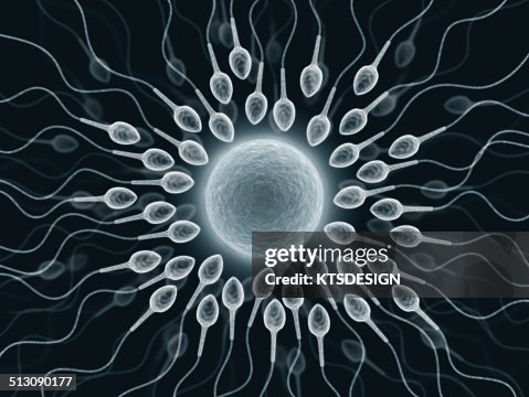 Human sperm and egg, artwork Human sperm and egg, artwork