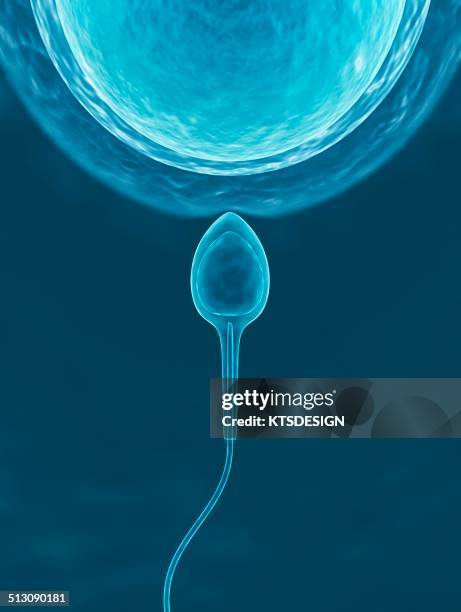 human sperm and egg, artwork - human sperm and ovum stock illustrations