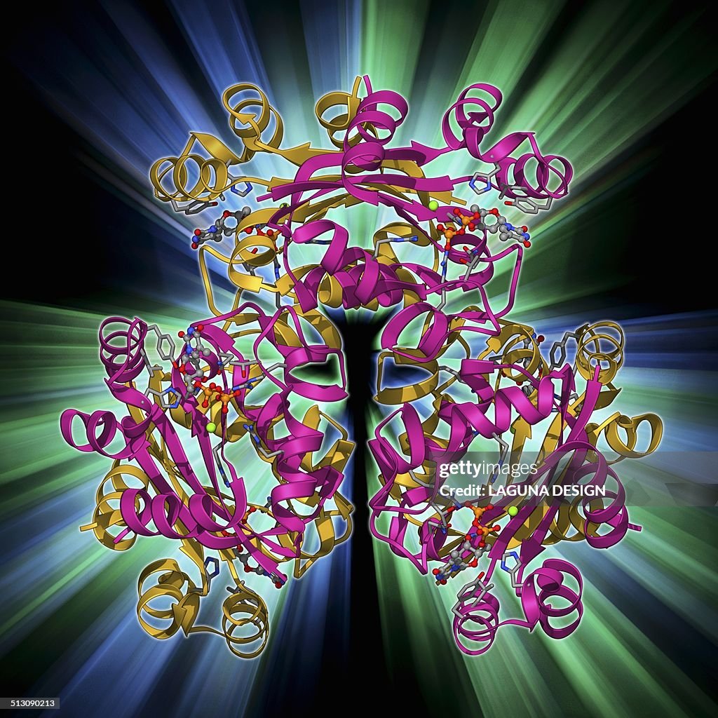 Nucleoside diphosphate kinase molecule