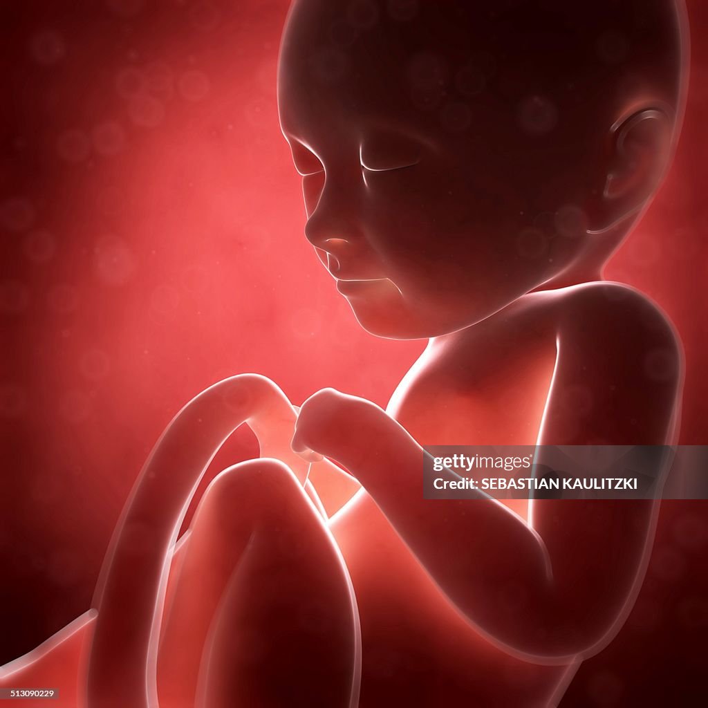Human Fetal Development Artwork High Biology Diagrams