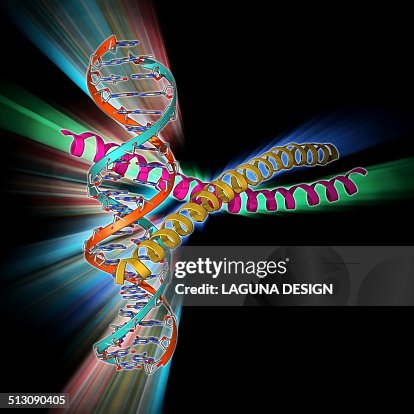 Transcription factor complexed with DNA Transcription factor complexed with DNA