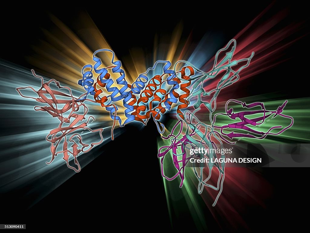 Interferon gamma molecule and receptor