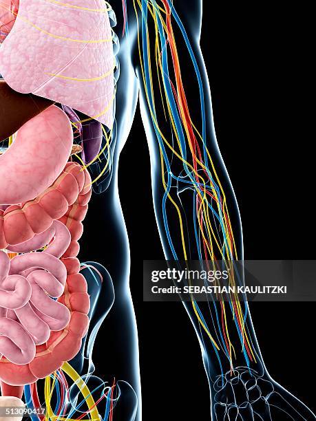 human vascular system of the arm, artwork - blood vessel stock illustrations