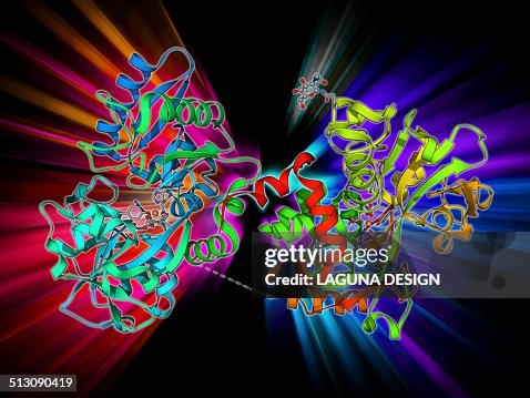 Serum transferrin molecule Serum transferrin molecule