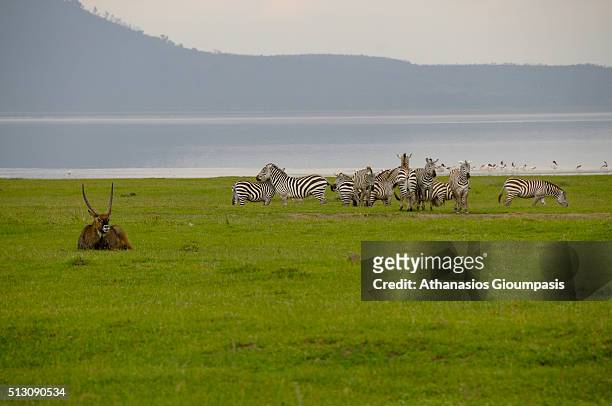 Waterbuck and Zebra on August 01, 2008 in Lake Nakuru, Kenya . Lake Nakuru National Park is one of two Premium Parks. It surrounds Lake Nakuru and...