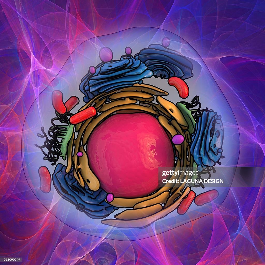 Animal cell structure, artwork