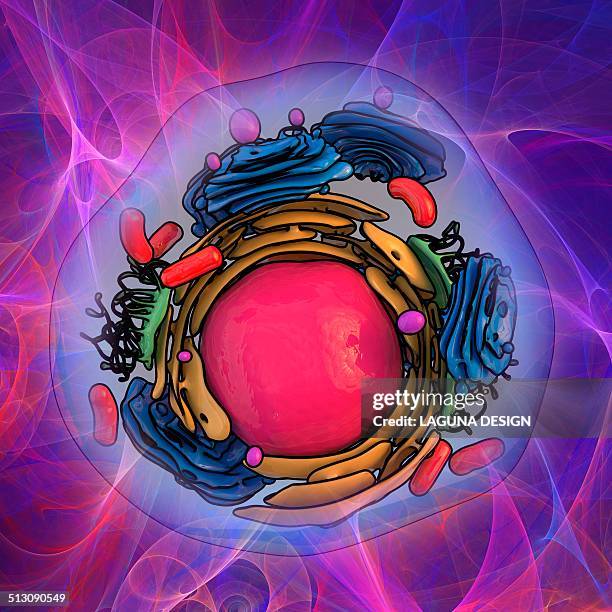 animal cell structure, artwork - golgi apparatus stock illustrations