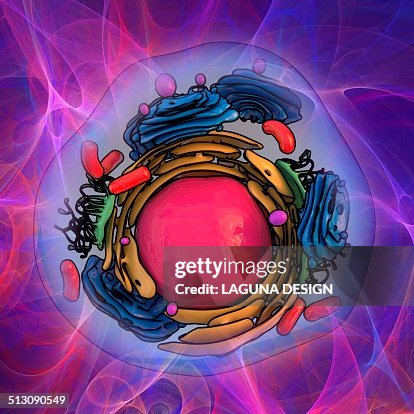 Animal cell structure, artwork Animal cell structure, artwork