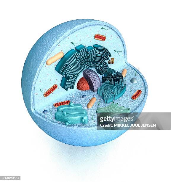 822 3d Animal Cell Photos and Premium High Res Pictures - Getty Images
