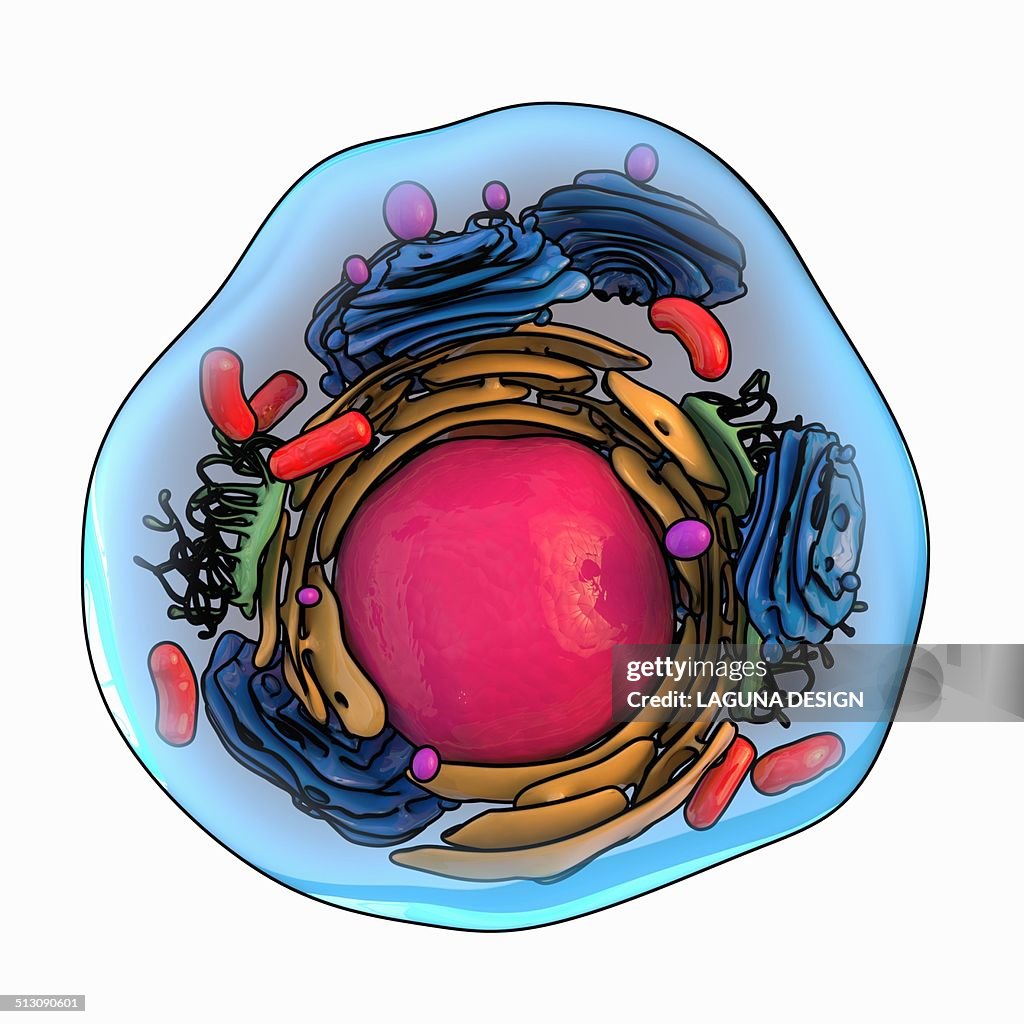 Animal cell structure, artwork