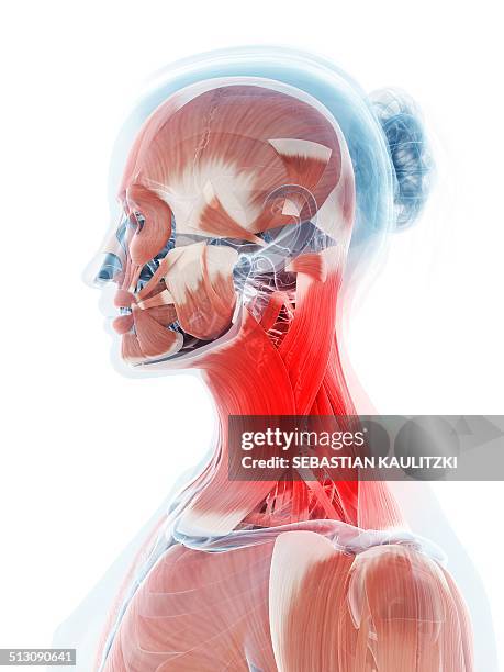 human neck pain, artwork - neck muscle pain illustration stock illustrations