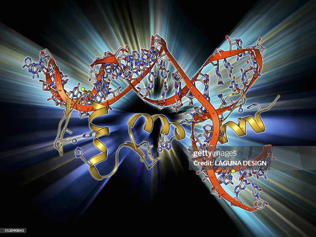 Transcription factor and ribosomal RNA