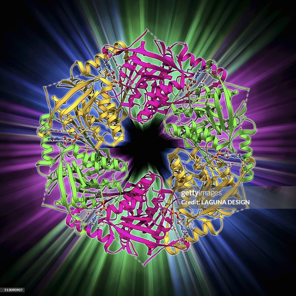 Bacteriophage ATPase molecule