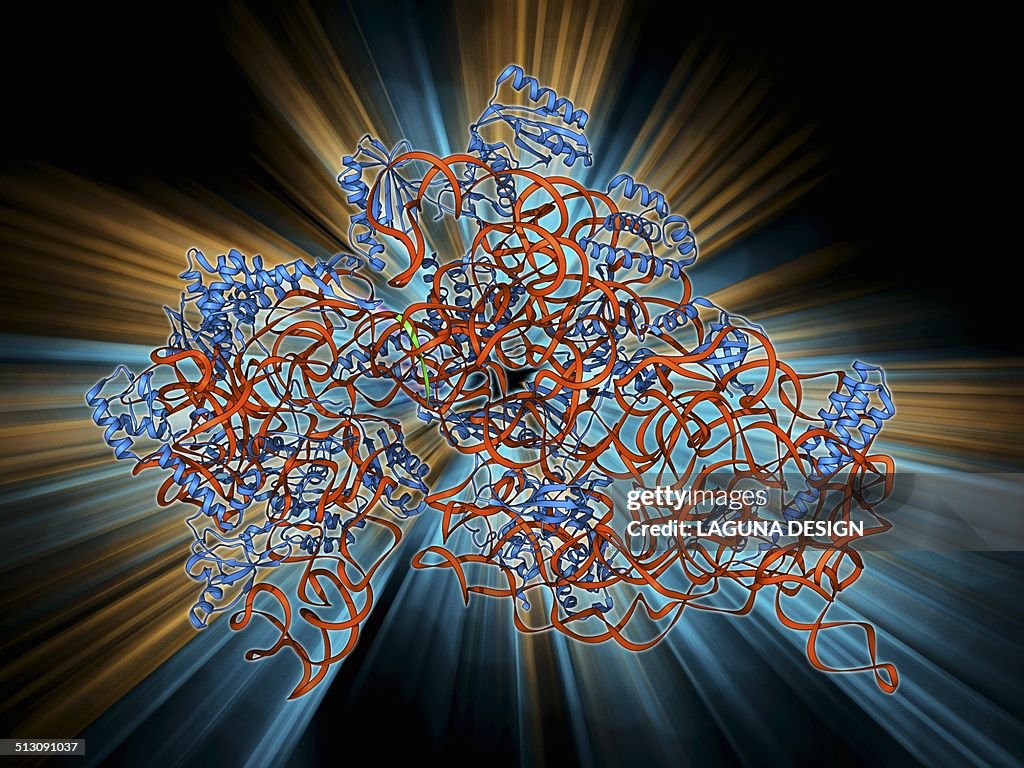 Bacterial ribosome, molecular model