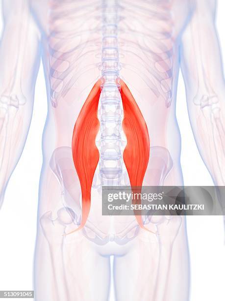 Psoas Back Psoas Major High Res Illustrations - Getty Images