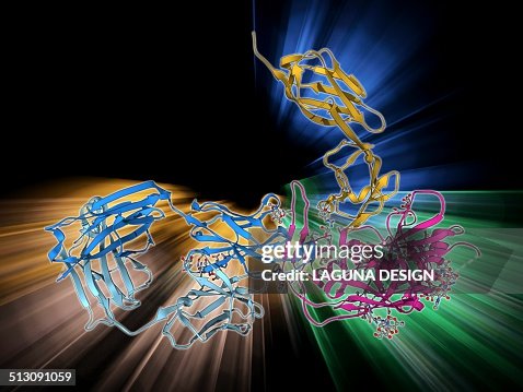 HIV antibody therapy, molecular model HIV antibody therapy, molecular model
