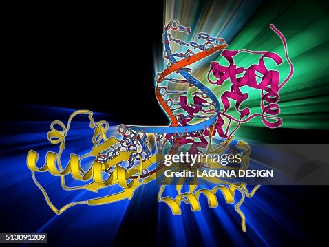 TATA box-binding protein complex TATA box-binding protein complex