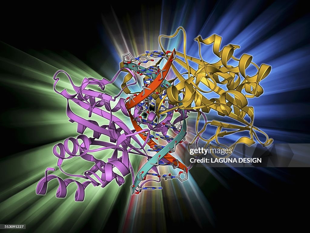EcoRV restriction enzyme molecule