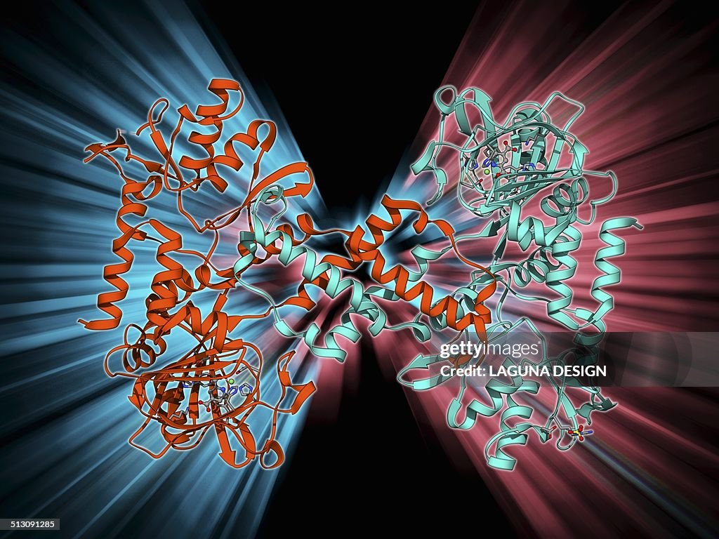 Human lysine-specific demethylase