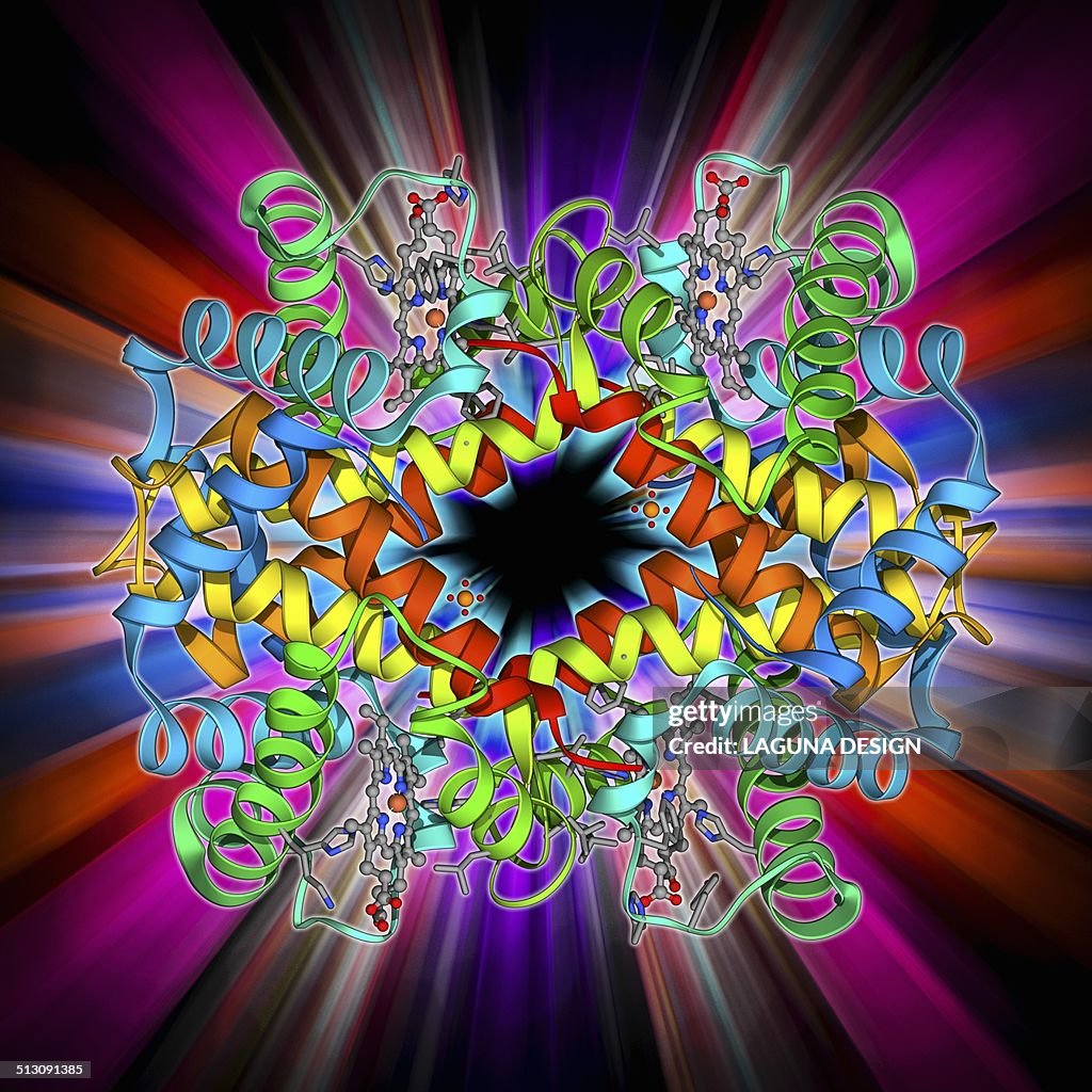 Haemoglobin, molecular model