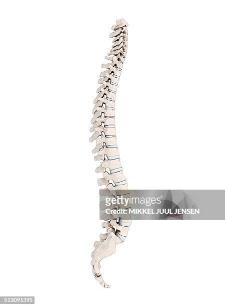 human vertebra, artwork - rückenwirbel stock-grafiken, -clipart, -cartoons und -symbole