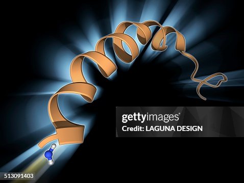 Neuropeptide Y neurotransmitter molecule Neuropeptide Y neurotransmitter molecule