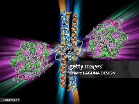 Thrombin complexed with fibrinogen Thrombin complexed with fibrinogen