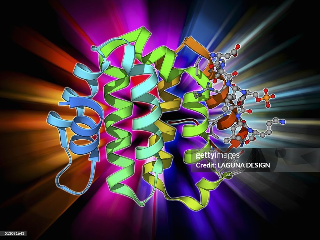 Beta secretase enzyme, molecular model