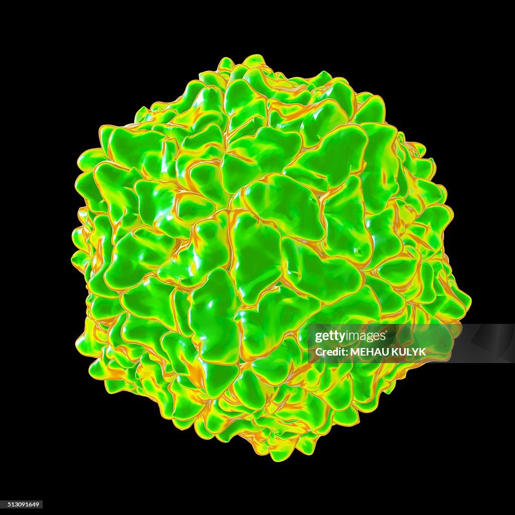 Ryegrass mottle virus, artwork