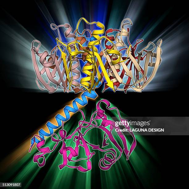 Labile Vector 25 Enterotoxin Stock Photos, High-Res Pictures, and Images - Getty Images